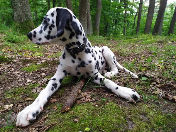 Ist Mein Freundlicher Hund Namens Joy Wenn Ich Ihn Ansehe — Stockfoto