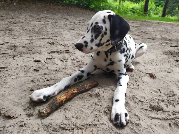 Het Mijn Vriendelijke Hond Joy Als Naar Hem Kijk Voel — Stockfoto