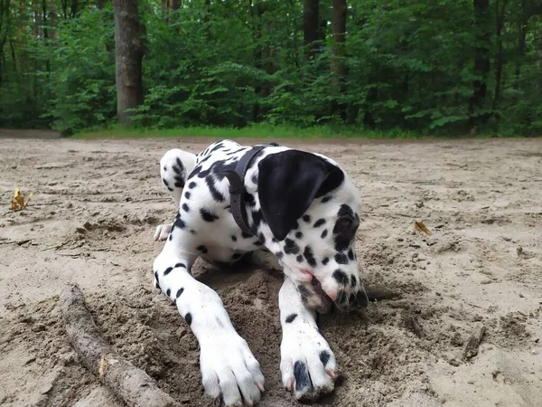 Joy Adındaki Dost Canlısı Köpeğim Ona Baktığımda Kendimi Kötü Hissetmiyorum — Stok fotoğraf