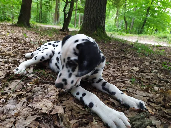 Meu Cão Amigo Chamado Joy Quando Olho Para Ele Não — Fotografia de Stock