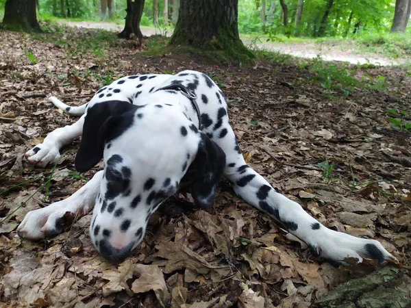 Joy Adındaki Dost Canlısı Köpeğim Ona Baktığımda Kendimi Kötü Hissetmiyorum — Stok fotoğraf