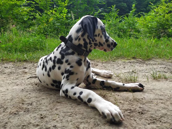 ジョイという友達の犬だ 私は彼を見るとき 私は悪く感じることができない と大きな笑顔が私の顔に表示されます — ストック写真