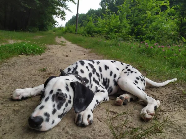 Joy Adındaki Dost Canlısı Köpeğim Ona Baktığımda Kendimi Kötü Hissetmiyorum — Stok fotoğraf