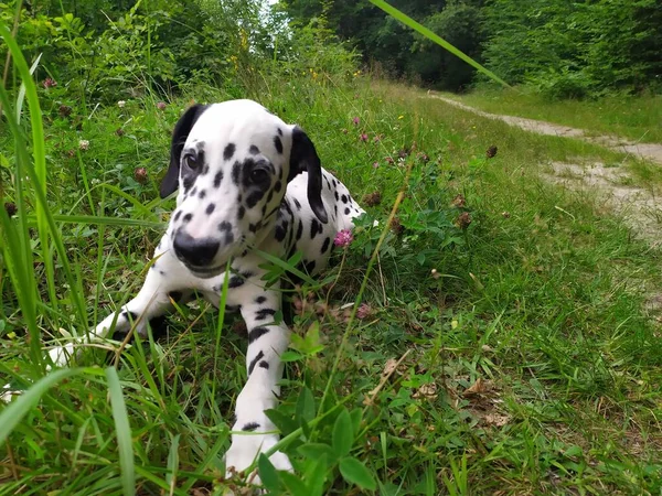 ジョイという友達の犬だ 私は彼を見るとき 私は悪く感じることができない と大きな笑顔が私の顔に表示されます — ストック写真