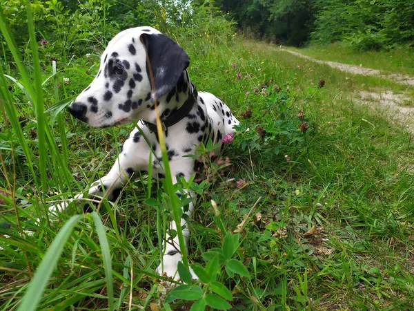 Joy Adındaki Dost Canlısı Köpeğim Ona Baktığımda Kendimi Kötü Hissetmiyorum — Stok fotoğraf