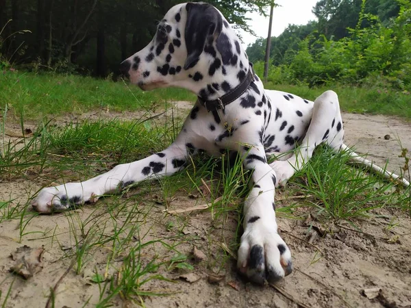 Joy Adındaki Dost Canlısı Köpeğim Ona Baktığımda Kendimi Kötü Hissetmiyorum — Stok fotoğraf