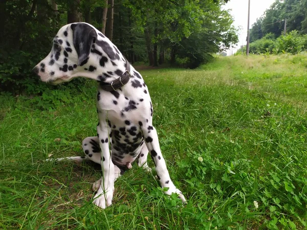 Joy Adındaki Dost Canlısı Köpeğim Ona Baktığımda Kendimi Kötü Hissetmiyorum — Stok fotoğraf