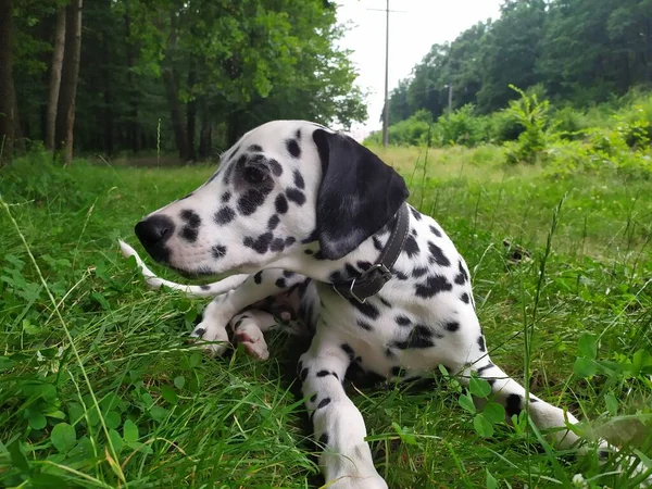 Joy Adındaki Dost Canlısı Köpeğim Ona Baktığımda Kendimi Kötü Hissetmiyorum — Stok fotoğraf