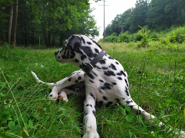 Joy Adındaki Dost Canlısı Köpeğim Ona Baktığımda Kendimi Kötü Hissetmiyorum — Stok fotoğraf