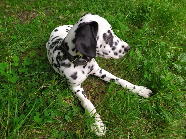 Det Min Vänliga Hund Som Heter Joy När Jag Tittar — Stockfoto