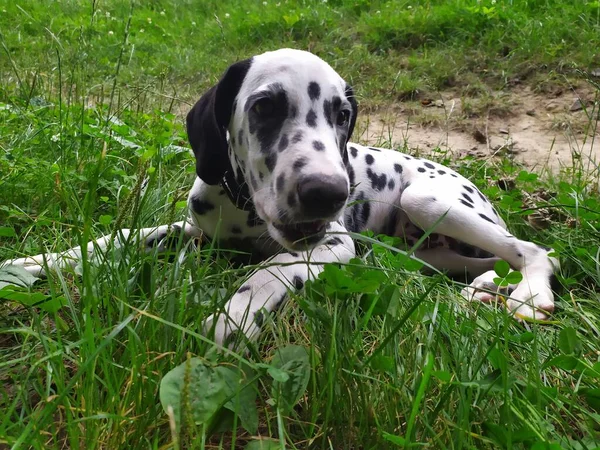 Joy Adındaki Dost Canlısı Köpeğim Ona Baktığımda Kendimi Kötü Hissetmiyorum — Stok fotoğraf