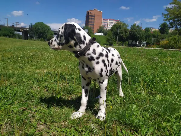 Joy Adındaki Dost Canlısı Köpeğim Ona Baktığımda Kendimi Kötü Hissetmiyorum — Stok fotoğraf