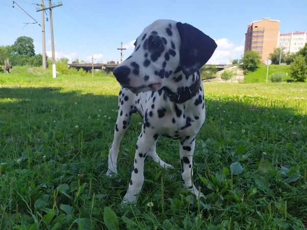 Meu Cão Amigo Chamado Joy Quando Olho Para Ele Não — Fotografia de Stock