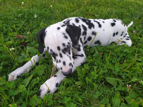 Het Mijn Vriendelijke Hond Joy Als Naar Hem Kijk Voel — Stockfoto