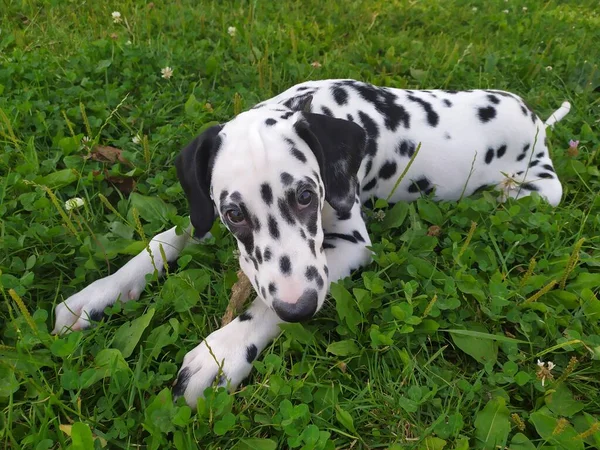 Det Min Vänliga Hund Som Heter Joy När Jag Tittar — Stockfoto