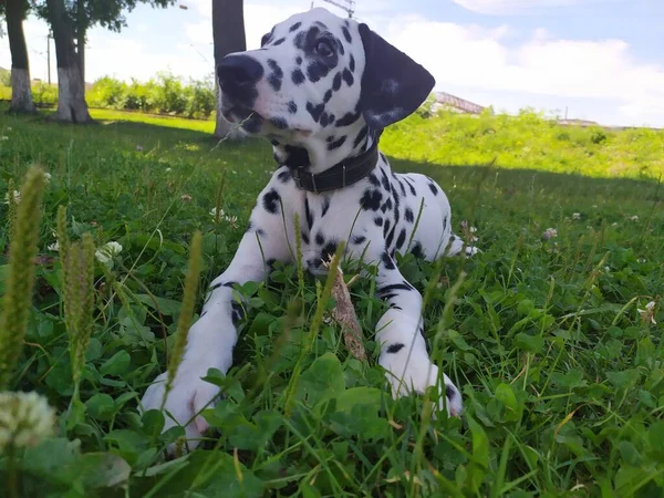 Amigable Perro Llamado Joy Cuando Miro Puedo Sentirme Mal Una — Foto de Stock