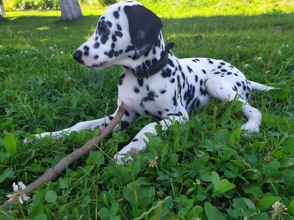 Het Mijn Vriendelijke Hond Joy Als Naar Hem Kijk Voel — Stockfoto