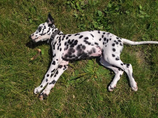 Joy Adındaki Dost Canlısı Köpeğim Ona Baktığımda Kendimi Kötü Hissetmiyorum — Stok fotoğraf