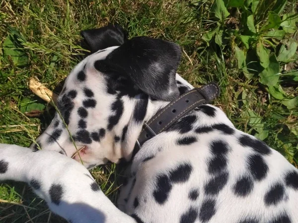 ジョイという友達の犬だ 私は彼を見るとき 私は悪く感じることができない と大きな笑顔が私の顔に表示されます — ストック写真