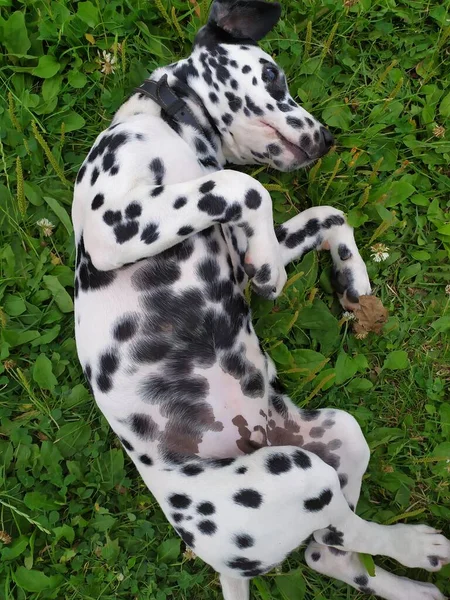 Ini Adalah Anjing Ramah Saya Bernama Joy Ketika Aku Melihatnya — Stok Foto