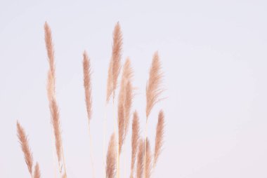 Sabahın erken saatlerinde sisli arkaplanının estetik doğasında yumuşak rüzgar çimleri çiçek açar. Sakin ve sakin görünüm, en az zen modunda. Bahar doğası pastel tonda.