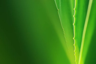 Botanik bahçesinde yeşil ışıkta ve renkte durgun. Kurak bölgedeki dikenli bitkileri kapatın. Sert ve zorlu bir ortamda uyumlu bir bitki. Metin için kopyalama alanı olan yumuşak doğal resim arkaplanı. 