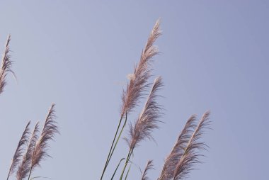 Sabahın erken saatlerinde açık mavi gökyüzü arkaplanının estetik doğasında yumuşak rüzgar çim çiçekleri. Sakin ve sakin görünüm, en az zen modunda. Bahar doğası pastel tonda.