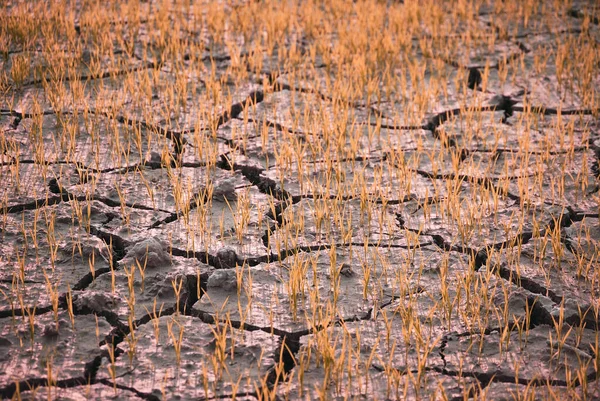 Suelo Grieta Seca Área Plantación Árida Arroz Moribundo Atardecer Sin —  Fotos de Stock