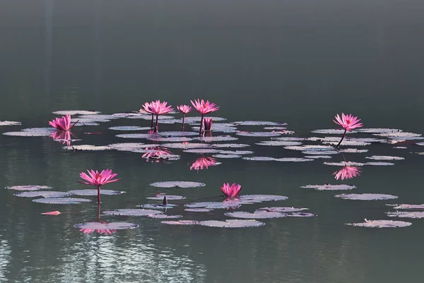 秋天里盛开的粉红莲花的和平栖息地 — 图库照片