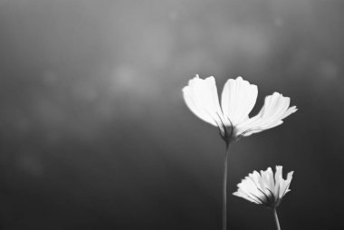 Odak dışında beyaz kozmos çiçek doğa arka planı. Işıkta çiçek açan kozmos ve açık hava bahçesinin gölgesinde kopya alanı, siyah ve beyaz görüntü.