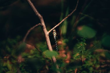 Bir yusufçuk otların arasındaki küçük bir ağacın dalında oturur.