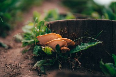 Kenevir ağacında yetişen mantarlar.