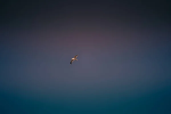 蓝天背景下的海鸥 聚会抵御强风 空旷的天空 — 图库照片