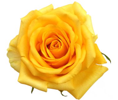 Sarı gül beyaz arkaplanda izole.