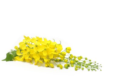 Altın duş çiçekleri ya da Ratchaphruek ya da sarı folklor beyaz arka planda izole edilir. Yazı tipi görünümü ve kopyalama alanı