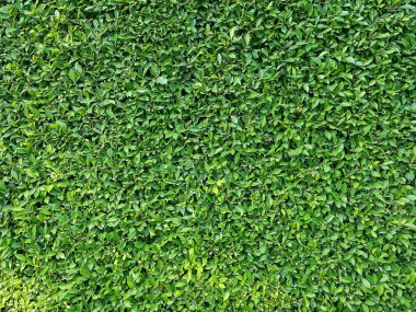 yeşil yapraklı arka plan. Tasarım için güzel yeşil yaprak arkaplanı