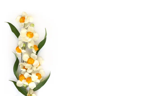 Biały Żółty Izolat Kwiatowy Białym Tle Kwiat Ferrei Mesua Drewno — Zdjęcie stockowe