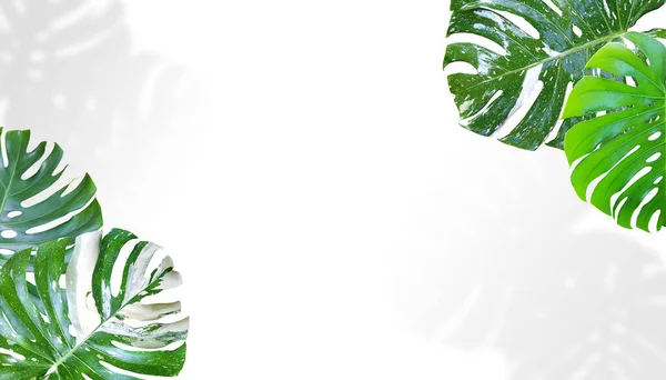 Tropische Bladeren Monstera Een Witte Achtergrond Met Ruimte Voor Tekst — Stockfoto