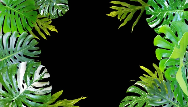 Tropische Blätter Monstera Auf Schwarzem Hintergrund Mit Platz Für Text — Stockfoto