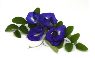 Kelebek bezelye çiçeğinin yakın plan beyaz zemin üzerinde izole. Klitorya ternatea Mavi çiçek.