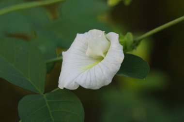 Beyaz Kelebek bezelye çiçeğine yaklaş. Klitorya beyaz çiçek..