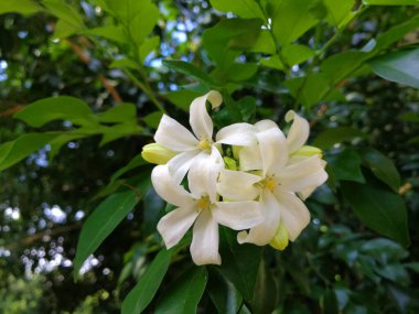Portakal yasemin çiçeği, beyaz çiçek, saten ağaç, kozmetik ağaç kabuğu.