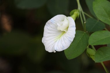 Beyaz Kelebek bezelye çiçeğine yaklaş. Klitorya beyaz çiçek..