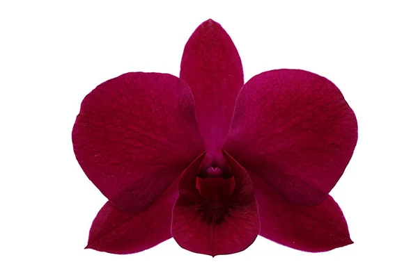 Close Single Red Purple Orchid Flower Isolated White Background — Stok Foto