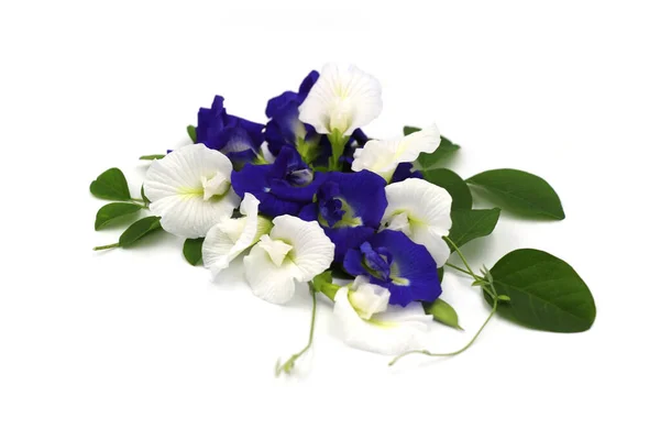 Zbliżenie Białych Niebieskich Kwiatów Grochu Motyla Odizolowanych Białym Tle Clitoria — Zdjęcie stockowe
