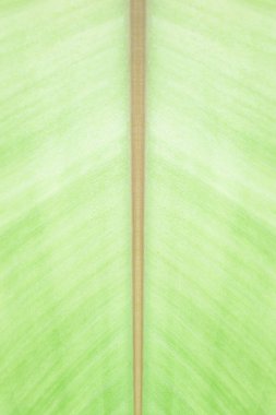 Yakın plan muz açık yeşil yaprak dokusu soyut arkaplan. Metin veya resim arkaplan tasarımı için yeşil alan kullan.