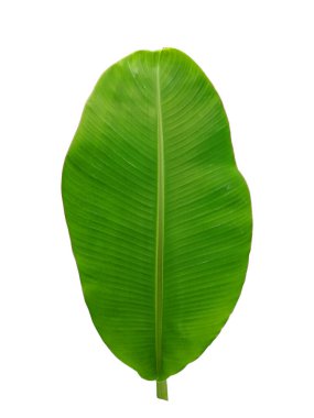 Beyaz arka planda izole edilmiş doğal renkli yapraklar. Dizginler için renkli sonbahar yaprakları..