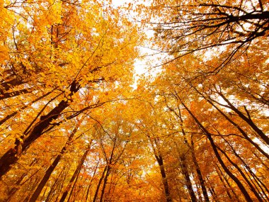 Sonbahar manzarası. Sonbahar ormanının alçak açılı görüntüsü. Sahnedeki patika. Sonbahar ormanı doğası..