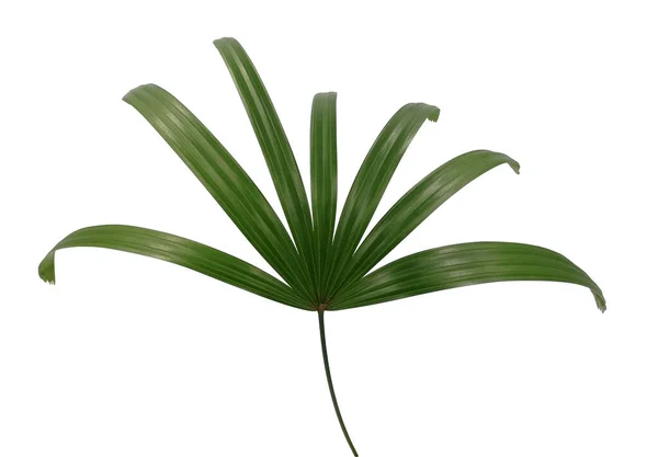 Lady Palm Hoja Aislada Sobre Fondo Blanco Hoja Verde Tropical —  Fotos de Stock