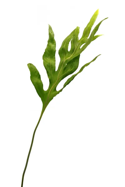 Paproć Hawajska Phymatosorus Scolopendria Fern Zielone Liście Izolowane Białym Tle — Zdjęcie stockowe